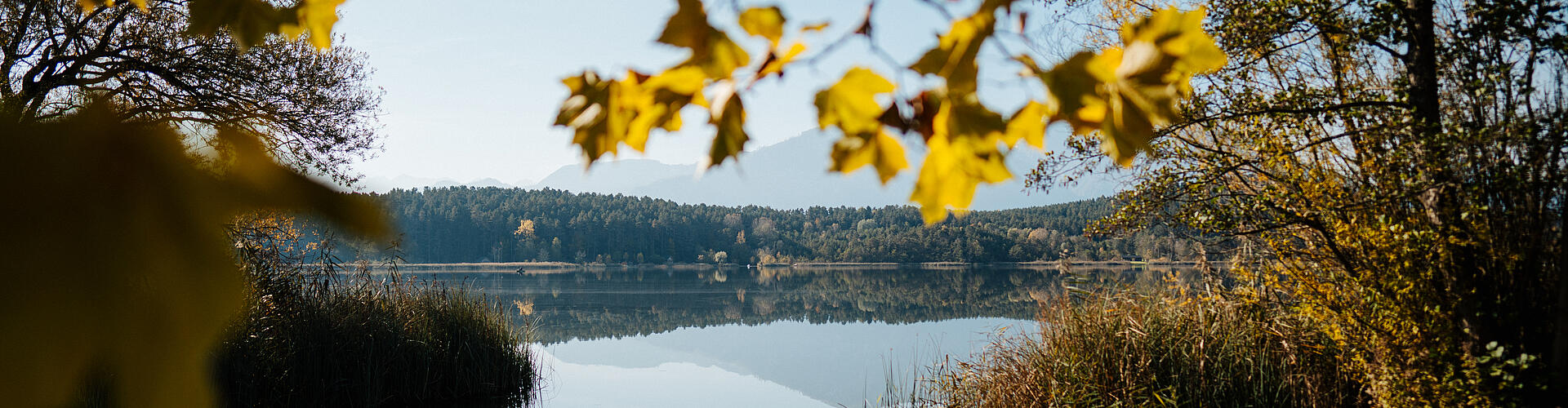 Suedkaernten Landschaft Turnersee Schilf Herbst